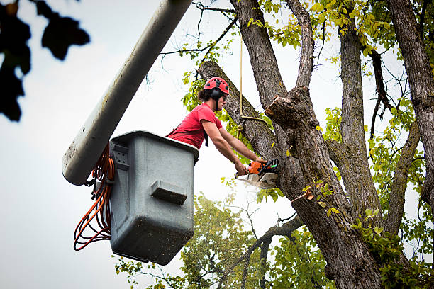 Tree Service Company in Trafford, PA